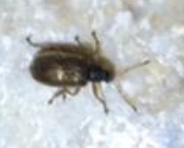 Curculionidae: cfr. Phyllobius oblongus